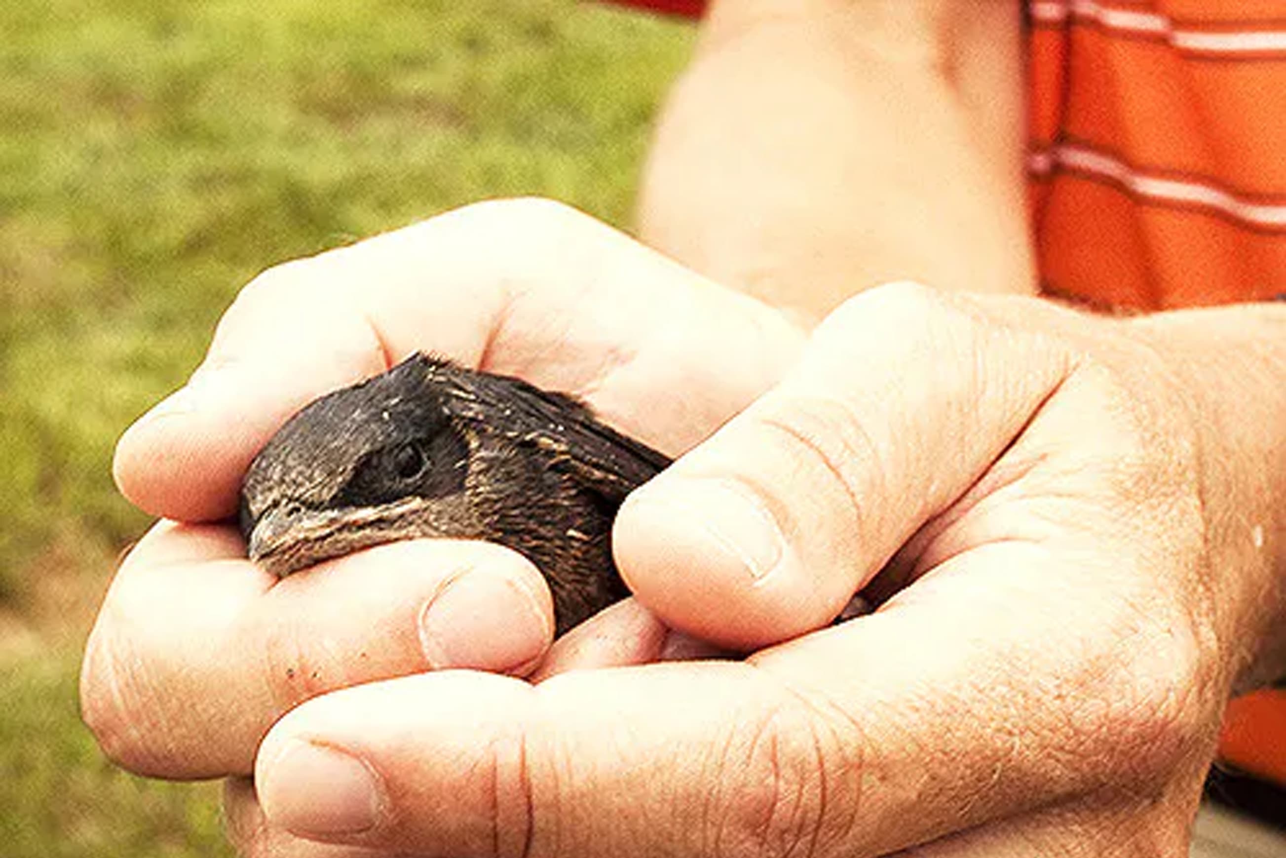 Callout-purplemartin